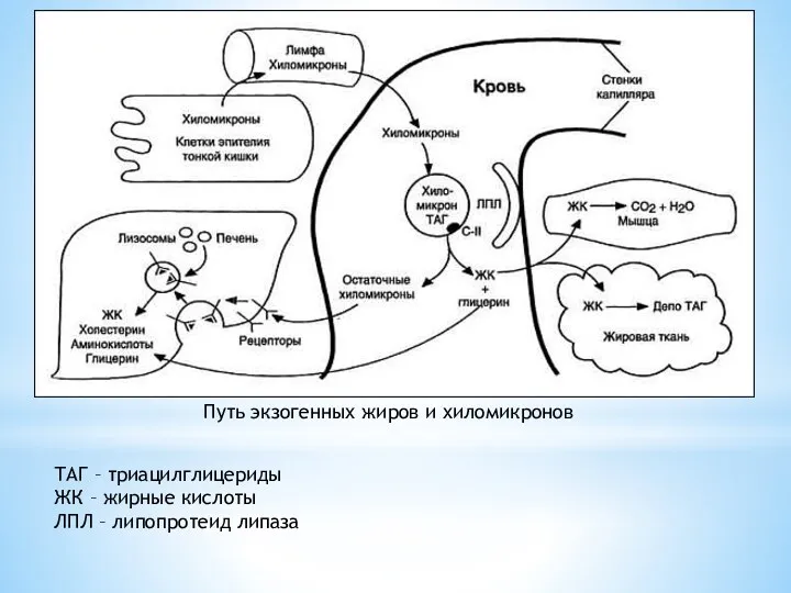 Путь экзогенных жиров и хиломикронов ТАГ – триацилглицериды ЖК – жирные кислоты ЛПЛ – липопротеид липаза