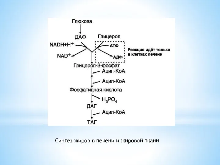 Синтез жиров в печени и жировой ткани