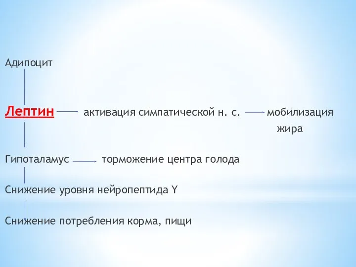 Адипоцит Лептин активация симпатической н. с. мобилизация жира Гипоталамус торможение