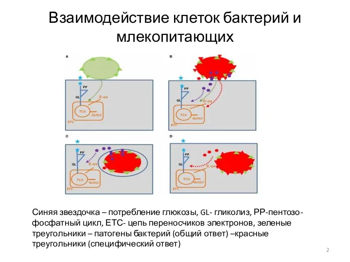 Взаимодействие клеток бактерий и млекопитающих Синяя звездочка – потребление глюкозы,