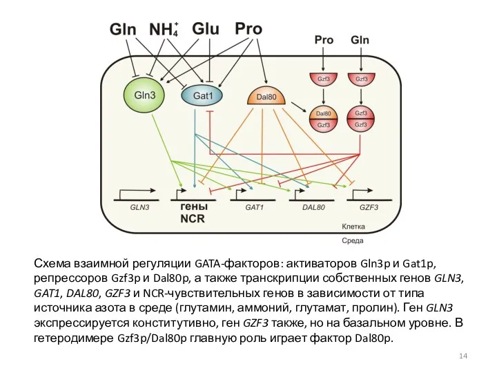 Схема взаимной регуляции GATA-факторов: активаторов Gln3p и Gat1p, репрессоров Gzf3p