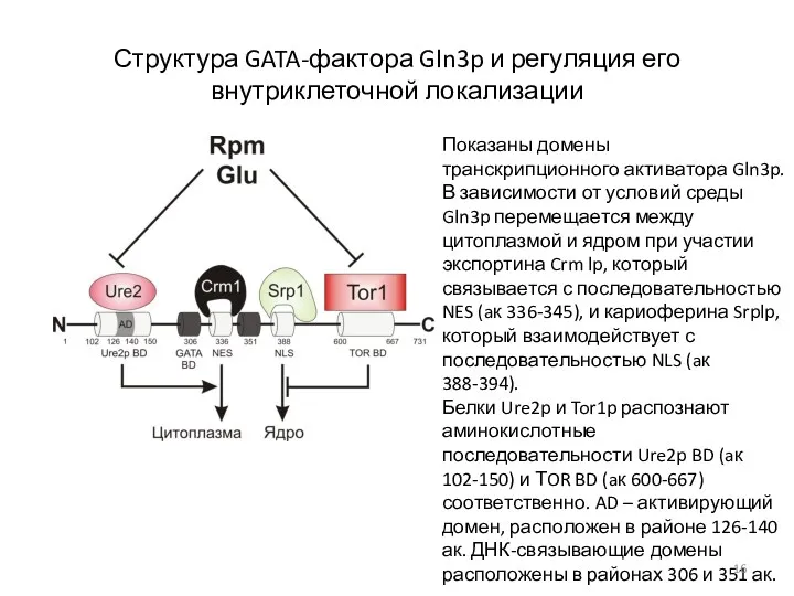 Структура GATA-фактора Gln3p и регуляция его внутриклеточной локализации Показаны домены