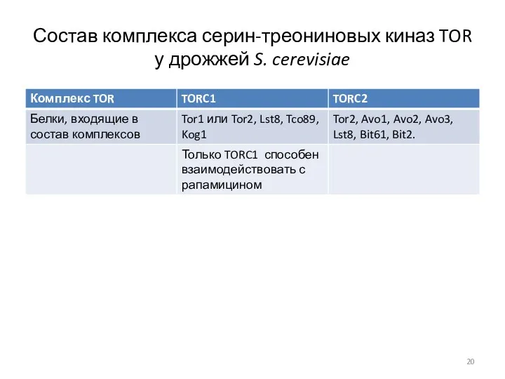 Состав комплекса серин-треониновых киназ TOR у дрожжей S. cerevisiae