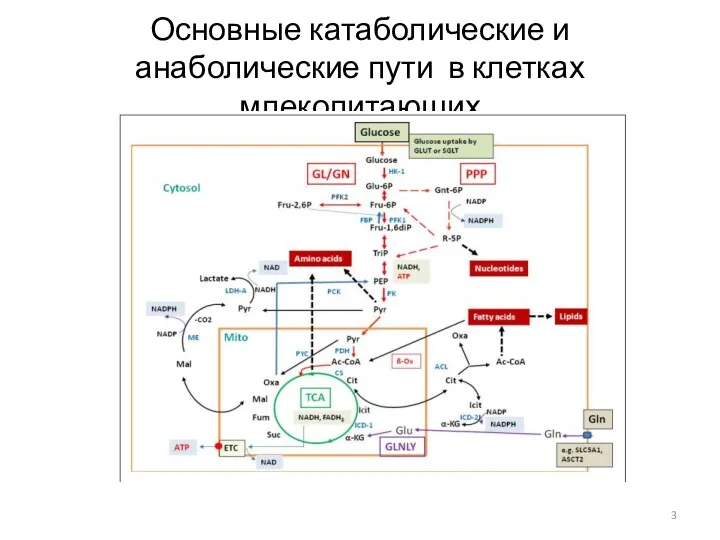 Основные катаболические и анаболические пути в клетках млекопитающих