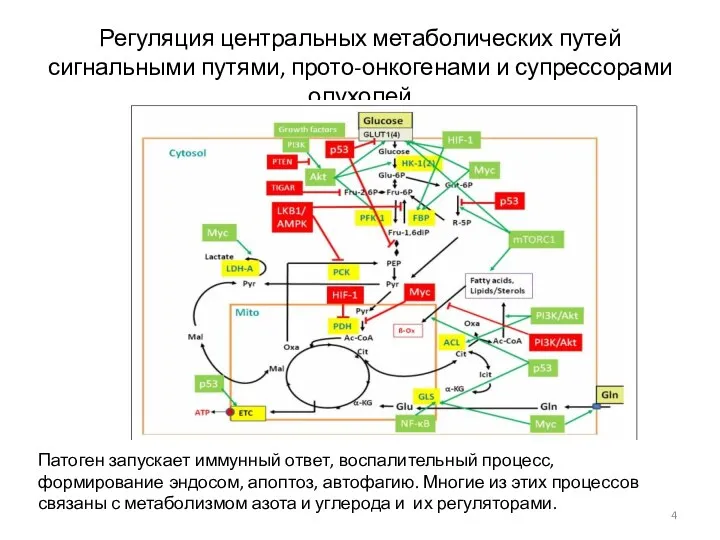 Регуляция центральных метаболических путей сигнальными путями, прото-онкогенами и супрессорами опухолей