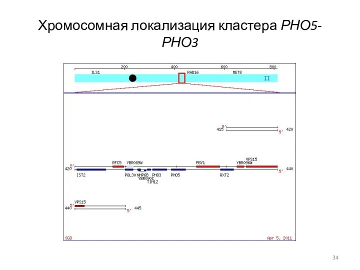 Хромосомная локализация кластера РНО5-РНО3