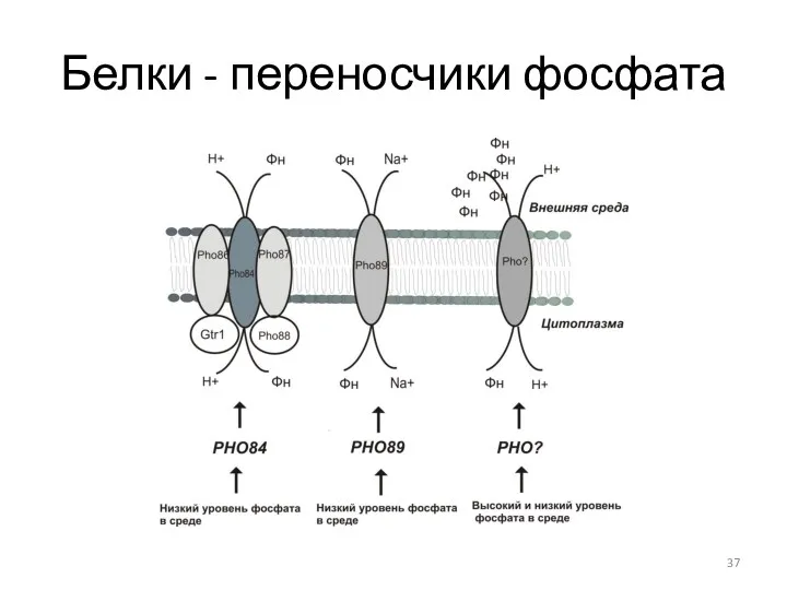 Белки - переносчики фосфата