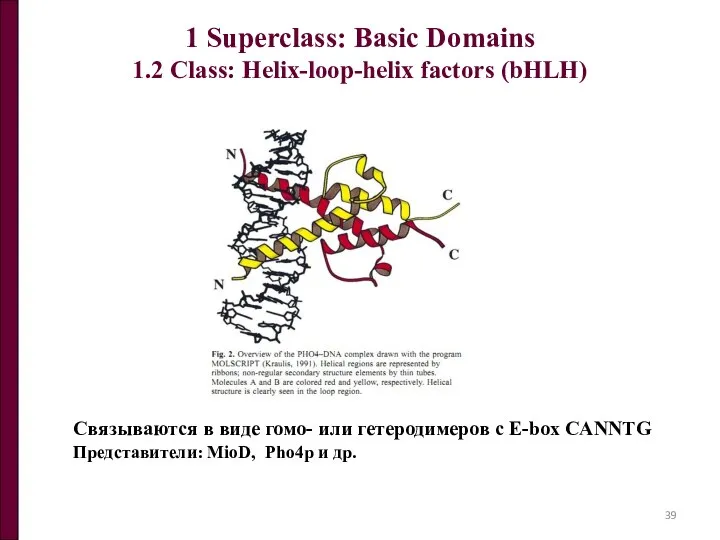 1 Superclass: Basic Domains 1.2 Class: Helix-loop-helix factors (bHLH) Связываются