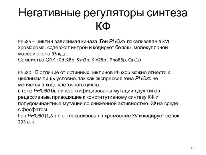 Негативные регуляторы синтеза КФ Pho85 – циклин-зависимая киназа. Ген РНО85