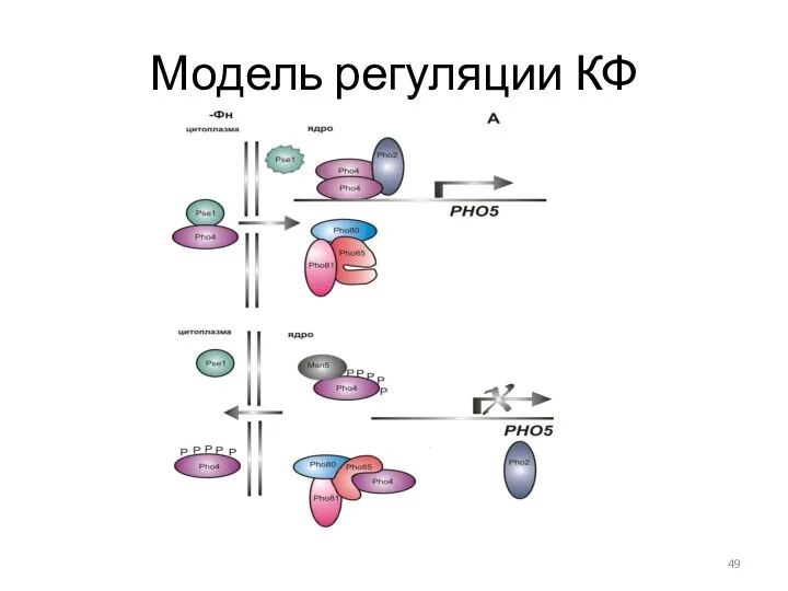 Модель регуляции КФ