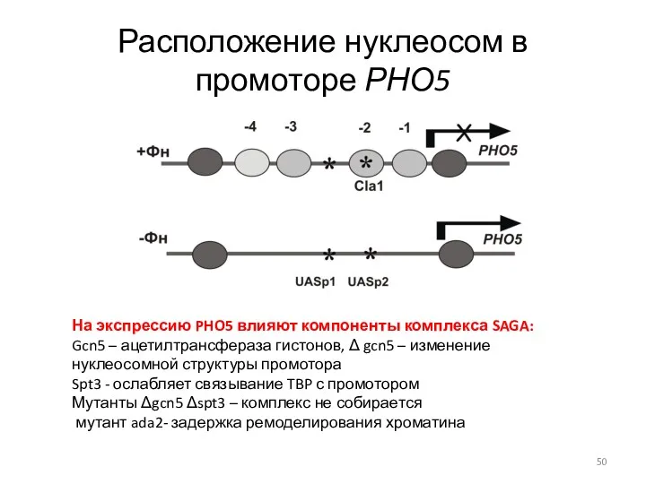 Расположение нуклеосом в промоторе РНО5 На экспрессию PHO5 влияют компоненты