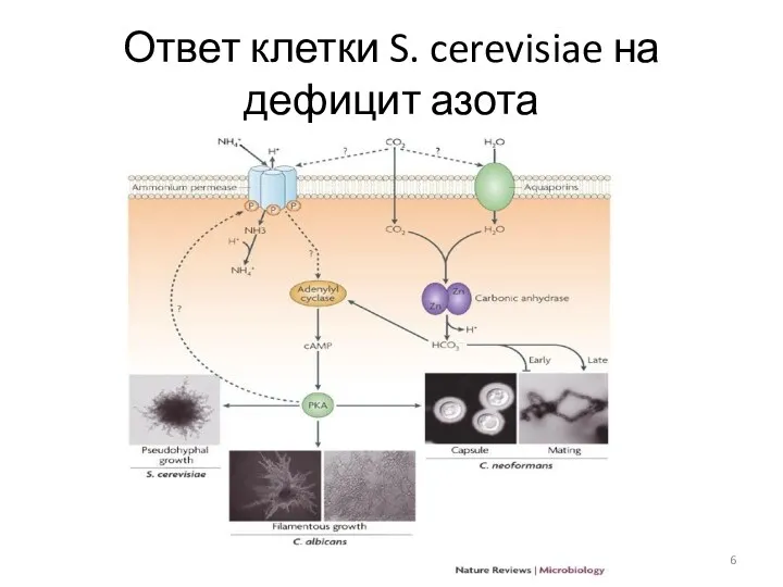 Ответ клетки S. cerevisiae на дефицит азота