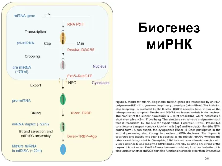 Биогенез миРНК