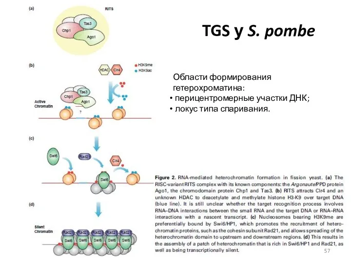 TGS у S. pombe Области формирования гетерохроматина: перицентромерные участки ДНК; локус типа спаривания.