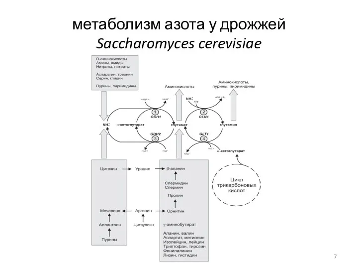 метаболизм азота у дрожжей Saccharomyces cerevisiae