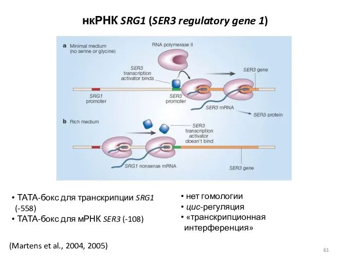 (Martens et al., 2004, 2005) нкРНК SRG1 (SER3 regulatory gene