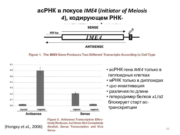 (Hongay et al., 2006) асРНК в локусе IME4 (Initiator of