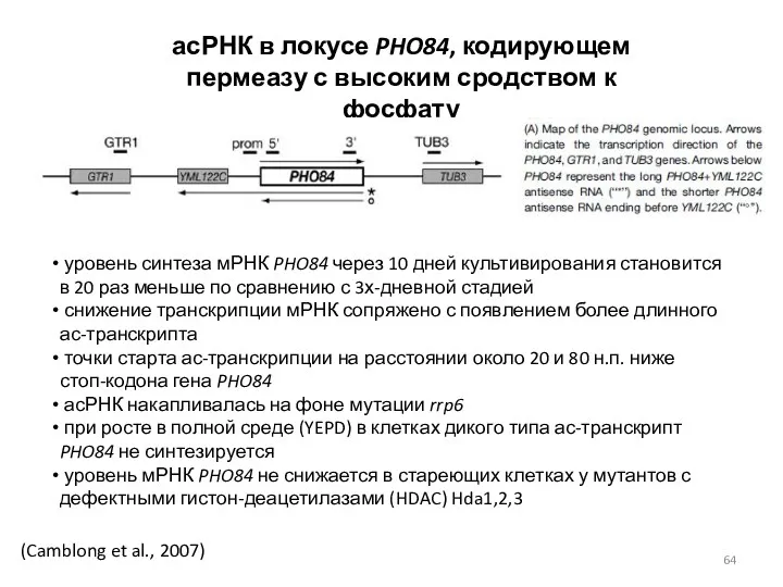 (Camblong et al., 2007) асРНК в локусе PHO84, кодирующем пермеазу