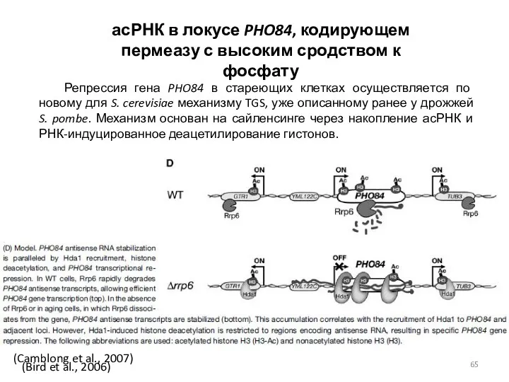 асРНК в локусе PHO84, кодирующем пермеазу с высоким сродством к