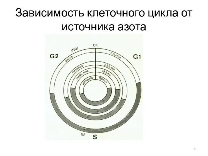 Зависимость клеточного цикла от источника азота