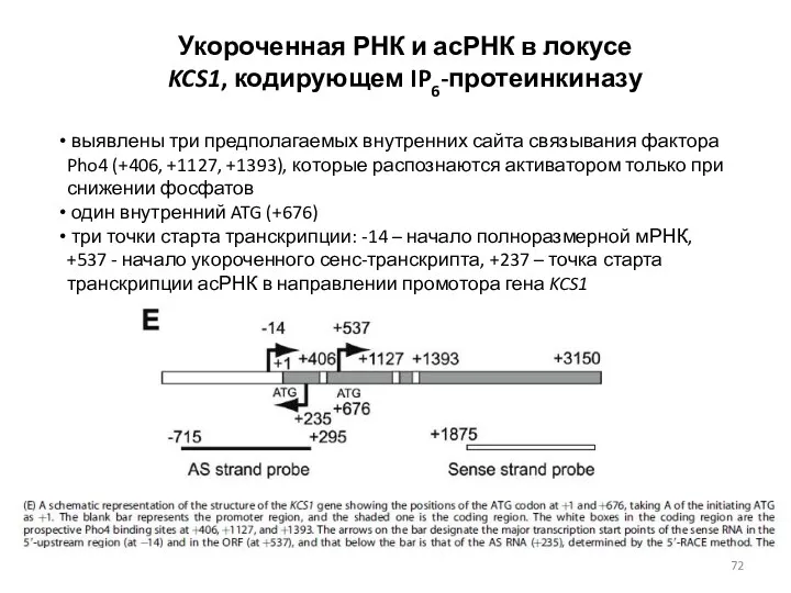 Укороченная РНК и асРНК в локусе KCS1, кодирующем IP6-протеинкиназу выявлены