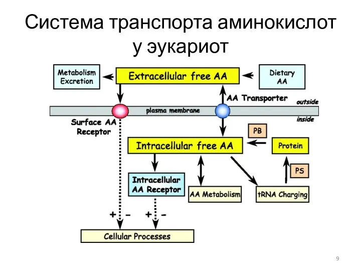 Система транспорта аминокислот у эукариот