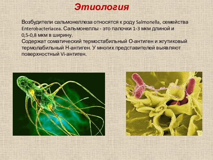 Этиология Возбудители сальмонеллеза относятся к роду Salmonella, семейства Enterobacteriacea. Сальмонеллы
