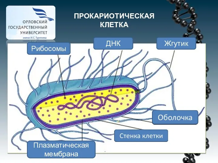 ПРОКАРИОТИЧЕСКАЯ КЛЕТКА Рибосомы ДНК Жгутик Плазматическая мембрана