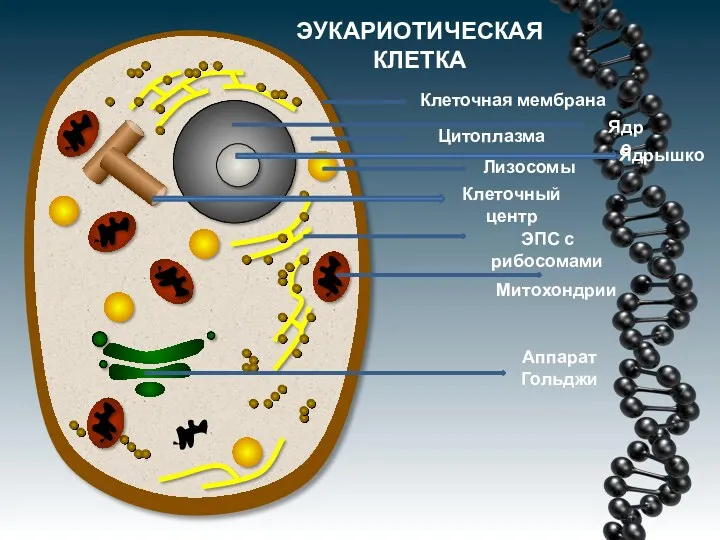 ЭУКАРИОТИЧЕСКАЯ КЛЕТКА Клеточная мембрана Цитоплазма Лизосомы ЭПС с рибосомами Митохондрии Ядро Ядрышко Аппарат Гольджи Клеточный центр