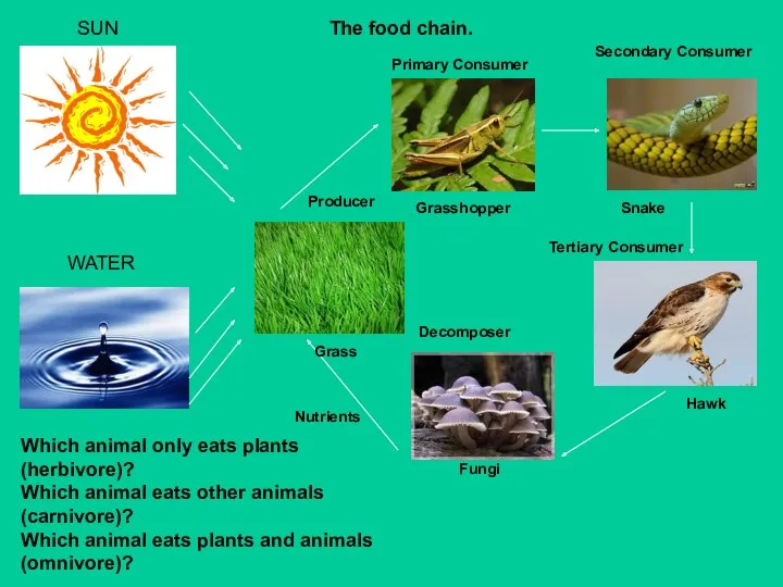 The food chain. SUN WATER Primary Consumer Grasshopper Secondary Consumer