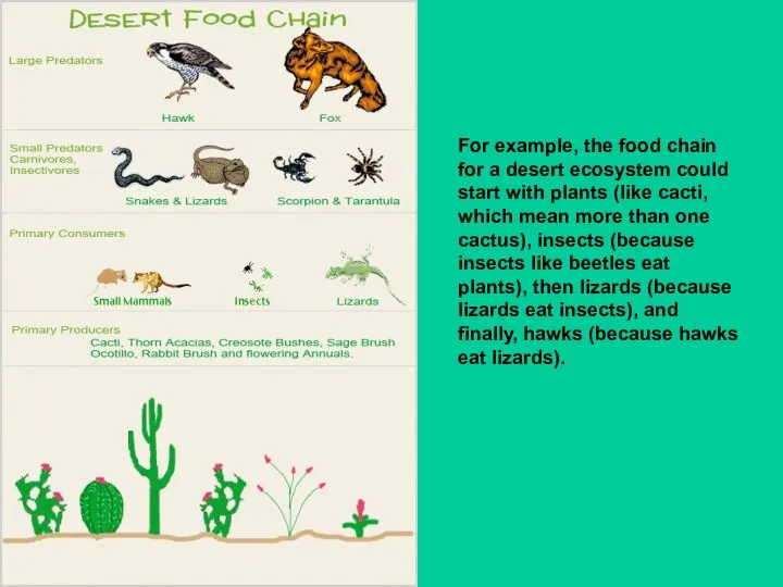 For example, the food chain for a desert ecosystem could