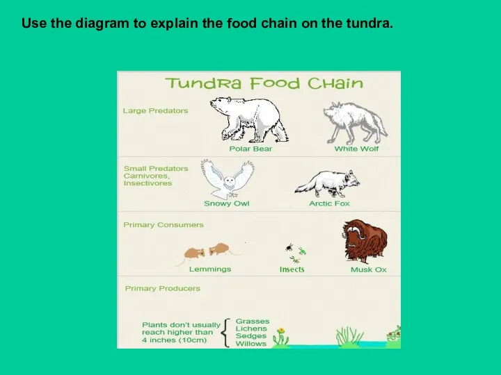 Use the diagram to explain the food chain on the tundra.