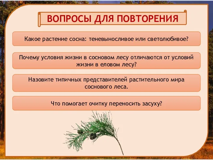 ВОПРОСЫ ДЛЯ ПОВТОРЕНИЯ Какое растение сосна: теневыносливое или светолюбивое? Почему