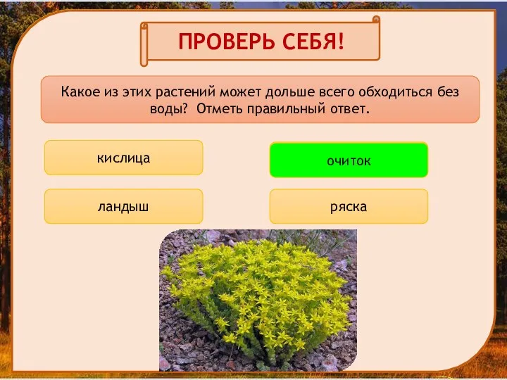 ПРОВЕРЬ СЕБЯ! Какое из этих растений может дольше всего обходиться без воды? Отметь