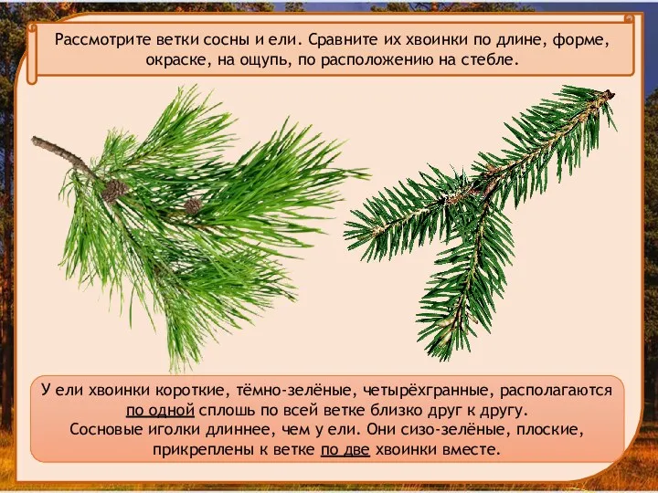 Рассмотрите ветки сосны и ели. Сравните их хвоинки по длине, форме, окраске, на