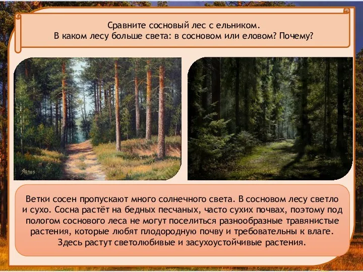 Сравните сосновый лес с ельником. В каком лесу больше света: в сосновом или