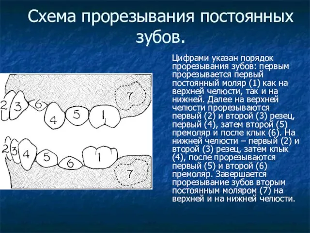 Схема прорезывания постоянных зубов. Цифрами указан порядок прорезывания зубов: первым прорезывается первый постоянный