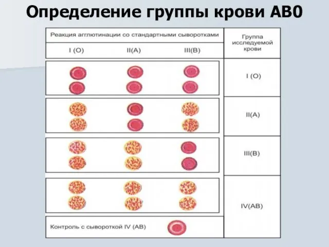 Определение группы крови АВ0