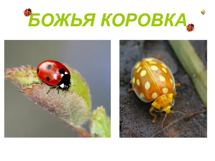 БОЖЬЯ КОРОВКА