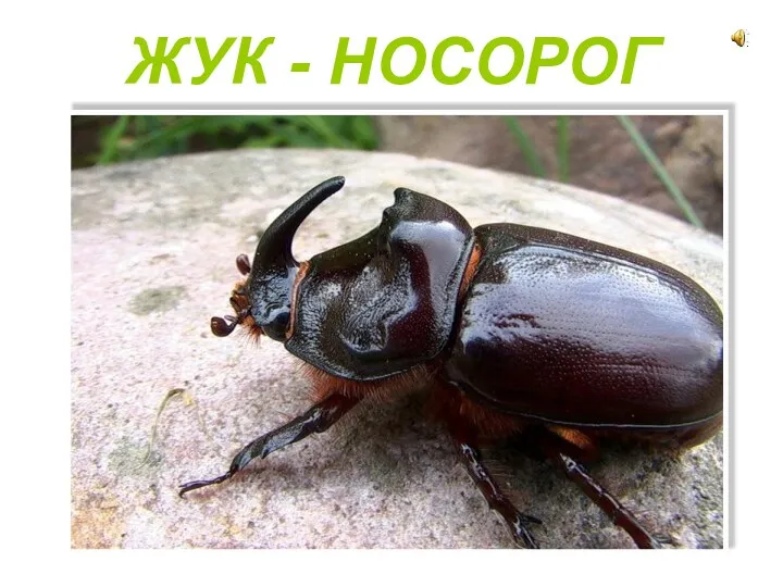 ЖУК - НОСОРОГ