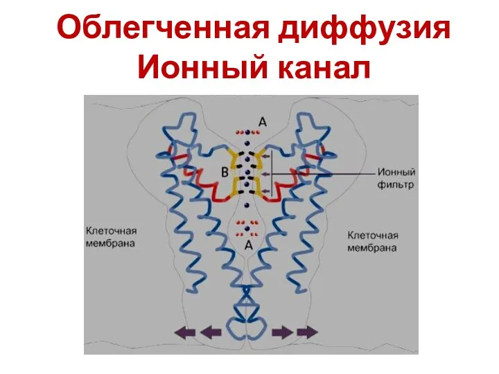 Облегченная диффузия Ионный канал