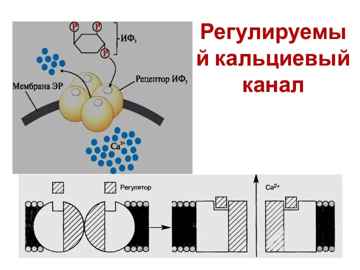 Регулируемый кальциевый канал