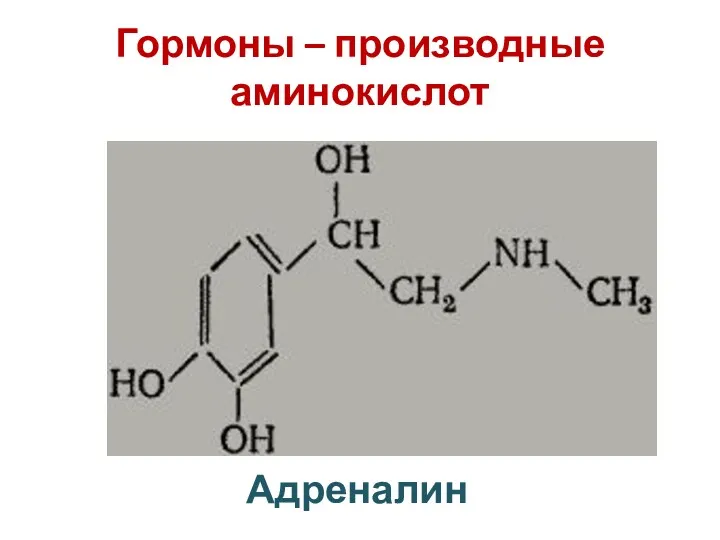 Гормоны – производные аминокислот Адреналин