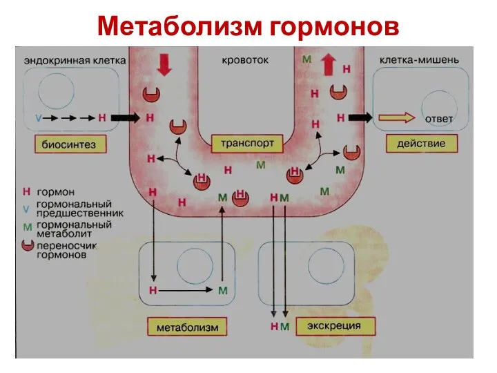 Метаболизм гормонов