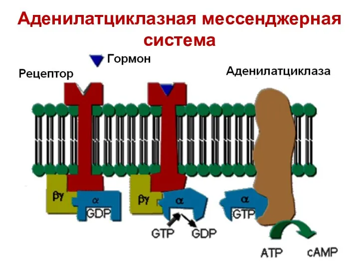 Аденилатциклазная мессенджерная система