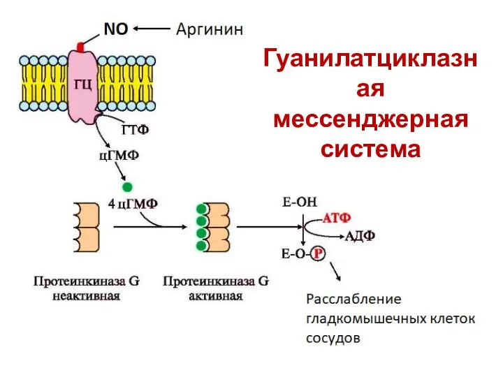 Гуанилатциклазная мессенджерная система