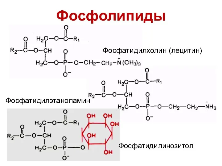 Фосфолипиды Фосфатидилхолин (лецитин) Фосфатидилэтаноламин Фосфатидилинозитол