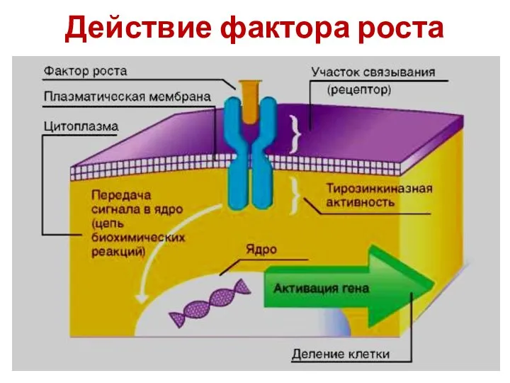 Действие фактора роста