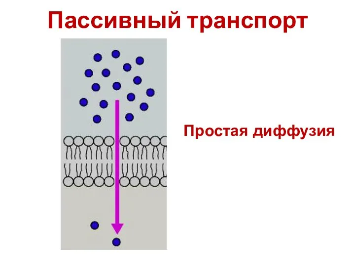 Пассивный транспорт Простая диффузия