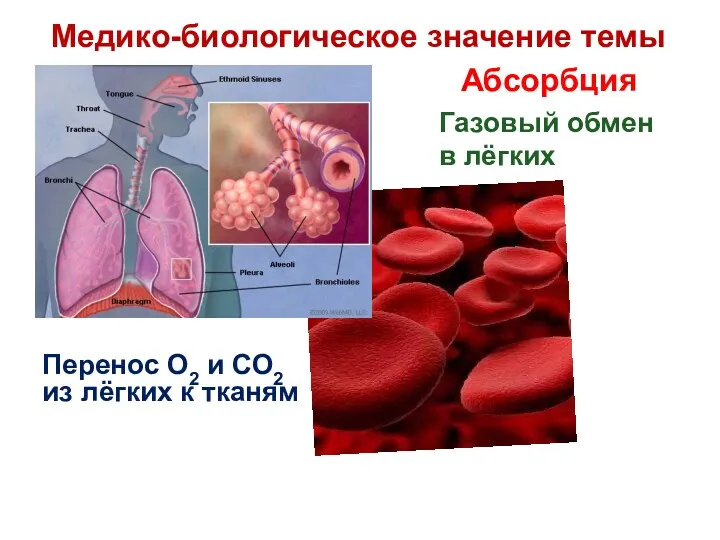 Абсорбция Перенос О2 и СО2 из лёгких к тканям Газовый обмен в лёгких Медико-биологическое значение темы